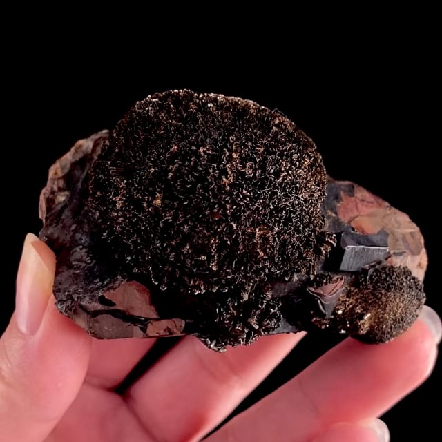 Goethite ''ball'' on Smoky Quartz (''snail'') (Mined:  1984)