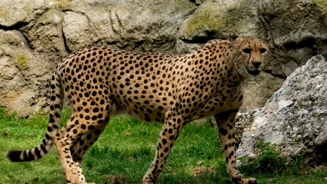 Leopard Feline Whiskers Free Stock Video - Pixabay