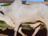Lote 10