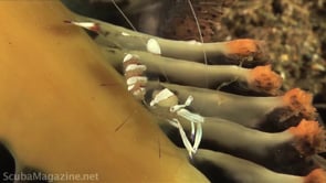 Underwater Videos  - Largest U/W Vimeo Group