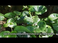 Gardening: Welcome to Gardening &amp; Horticulture Course