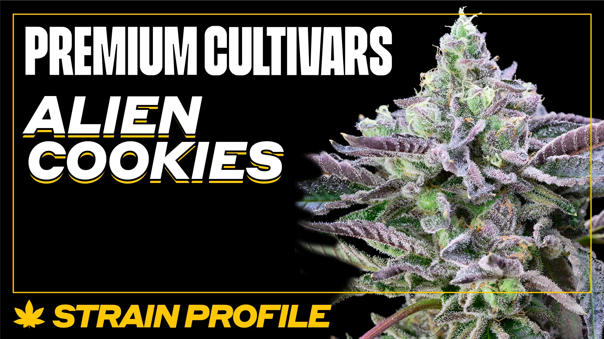 TRUE テルペン 510 CBD CBN CBG 5ml エイリアンクッキーズ 最安値】cookies vape510 ヴェポライザー本体 電子タバコ CBD