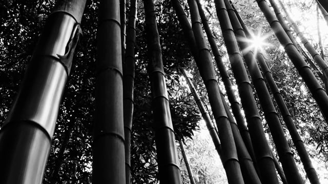 Bamboo, Woods, Forest. Free Stock Video - Pixabay