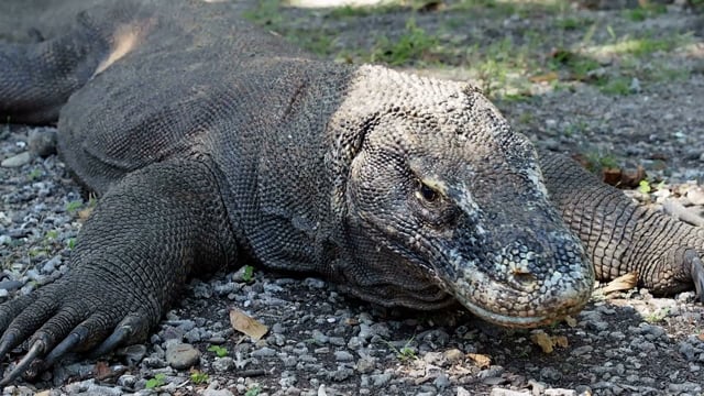 Komodo Dragon Videos: Download 7+ Free 4K & HD Stock Footage Clips ...