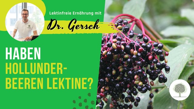 Haben Hollunderbeeren Lektine?