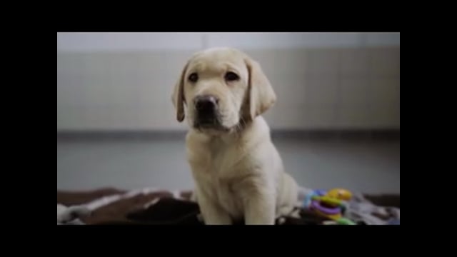 deVine Voices English with Native Northern accent Female Voiceover Guide Dogs Sponsor a Puppy Appeal