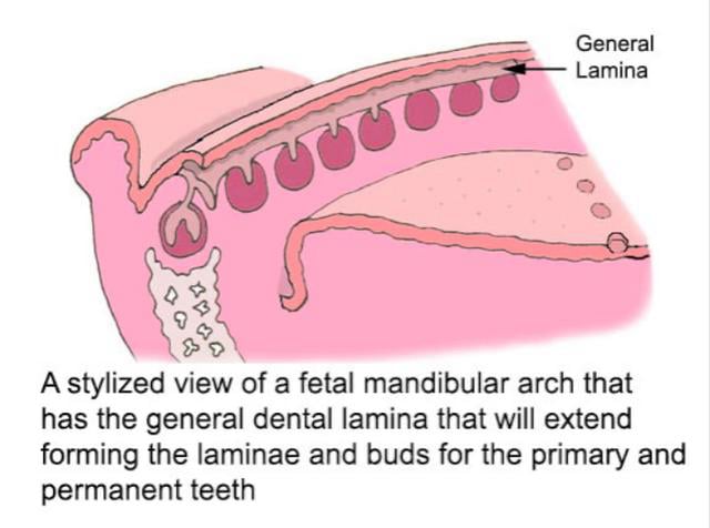 Tooth development | Videos & Movies on Vimeo