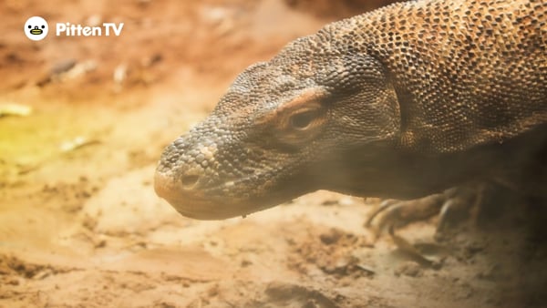コモドドラゴンを動画で見てみよう！ | インターネット動物園『PITTEN