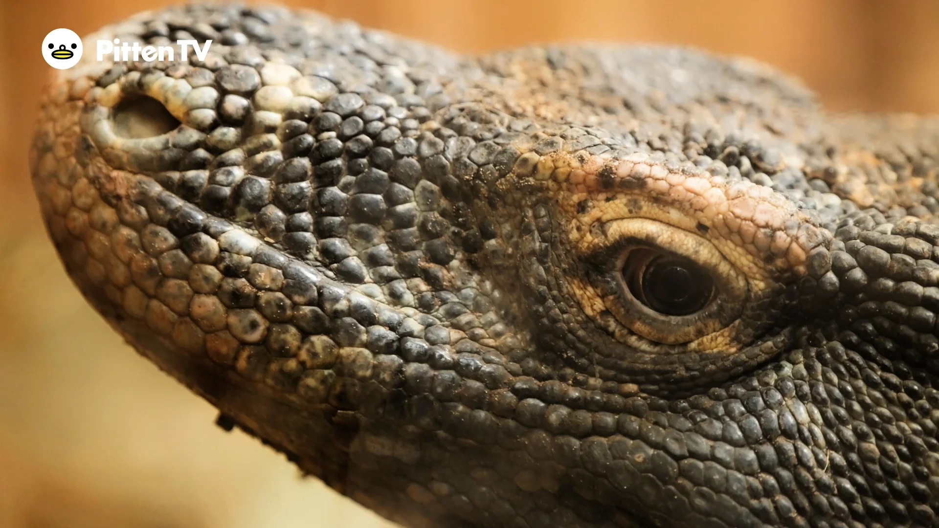 コモドドラゴンを動画で見てみよう！ | インターネット動物園