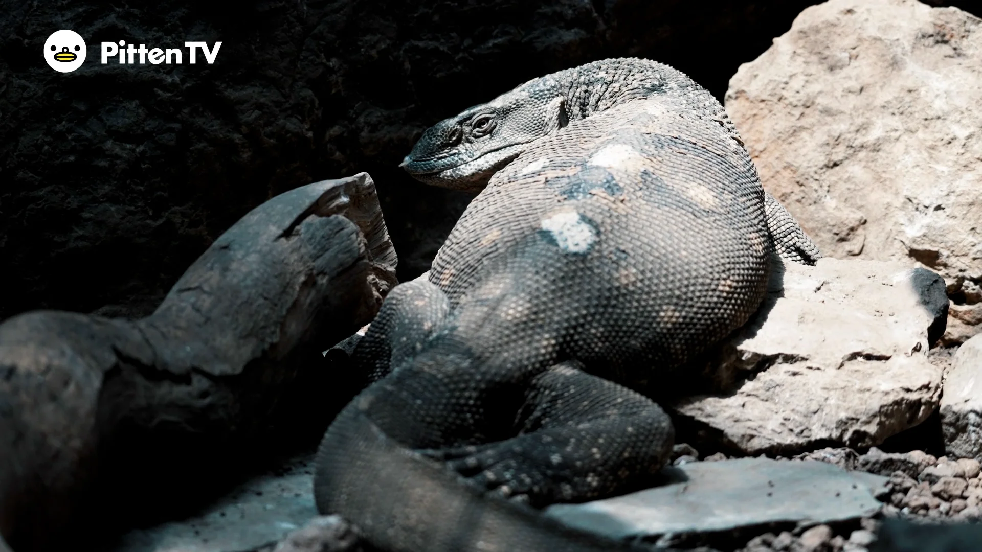 コモドドラゴンを動画で見てみよう！ | インターネット動物園『PITTEN