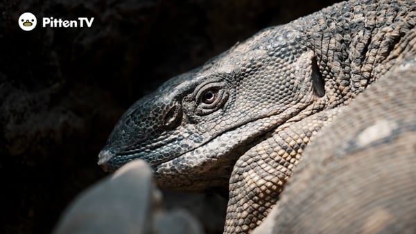 コモドドラゴンを動画で見てみよう！ | インターネット動物園
