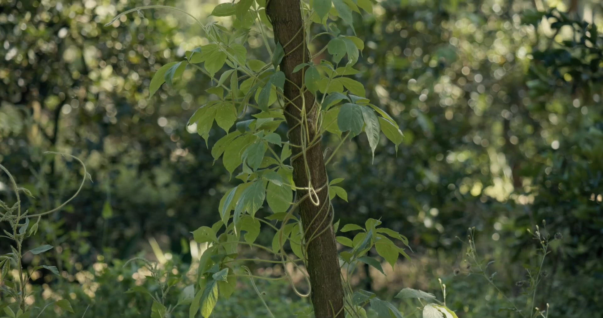 WHY WE NEED AGROFORESTRY