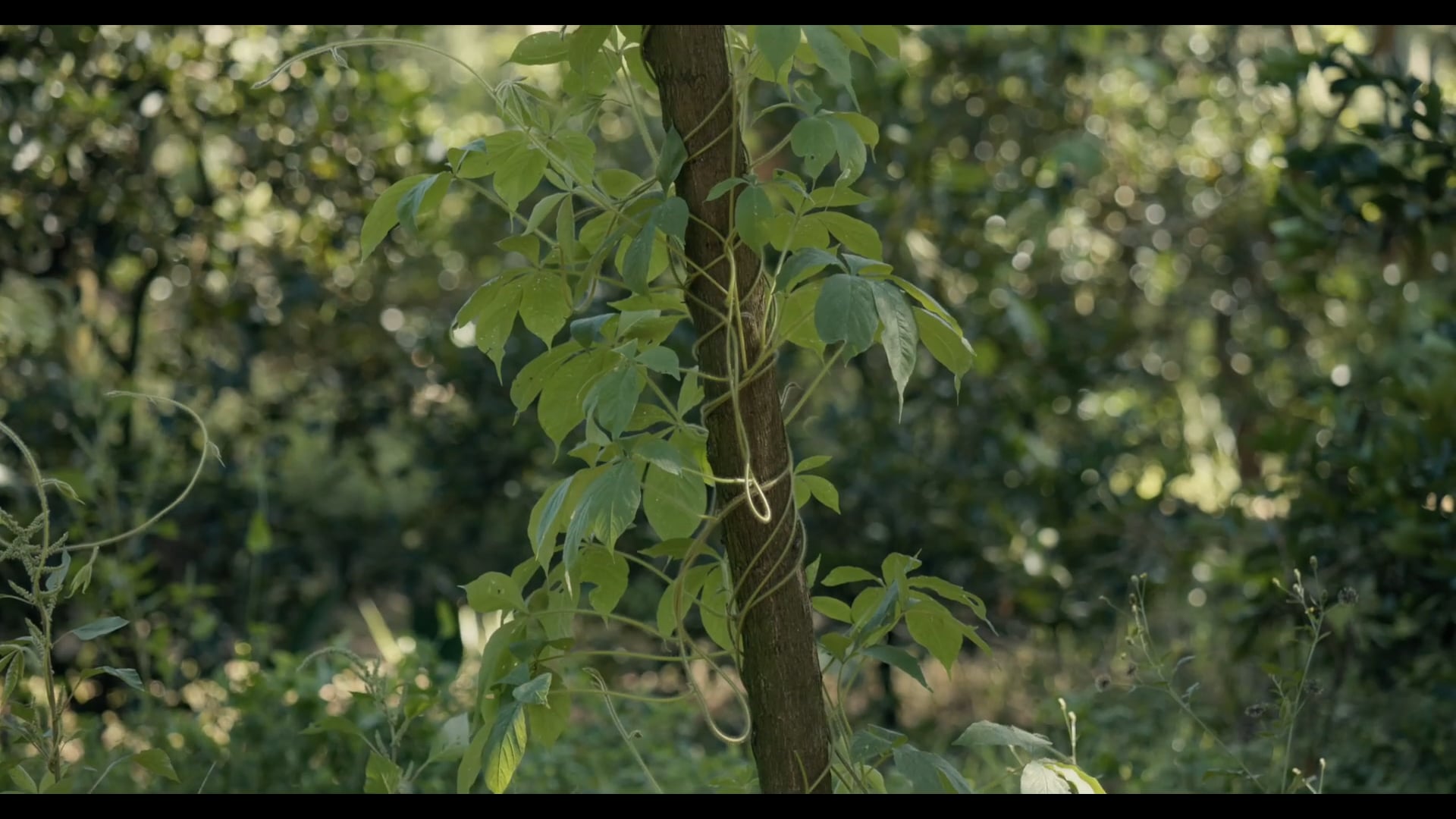 WHY WE NEED AGROFORESTRY
