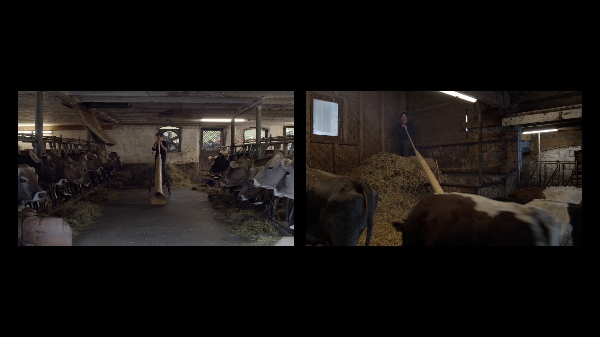 TALKING TO COWS (excerpts), 2022