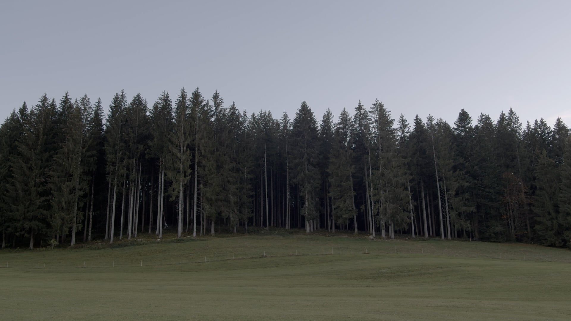 CIRCLING TREES, 2022