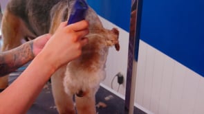 Microbite- Airedale head study