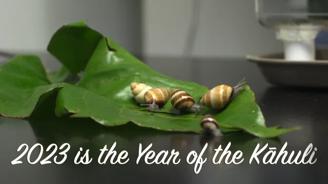 Polynesian snails release is biggest ever of 'extinct in the wild