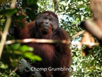 Newswise:Video Embedded orangutans-can-make-two-sounds-at-the-same-time-similar-to-human-beatboxing-study-finds