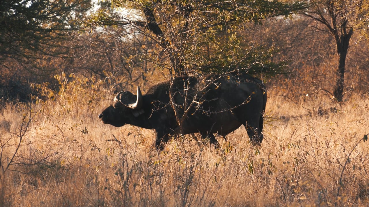 Buffalo itch
