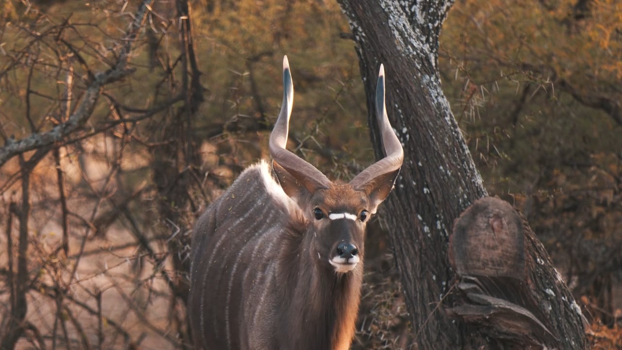 Beautiful Nyala bull
