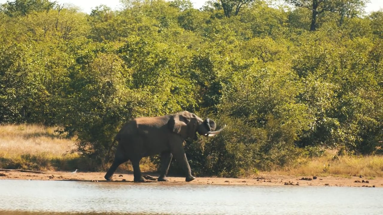 Elephant twisting trunk