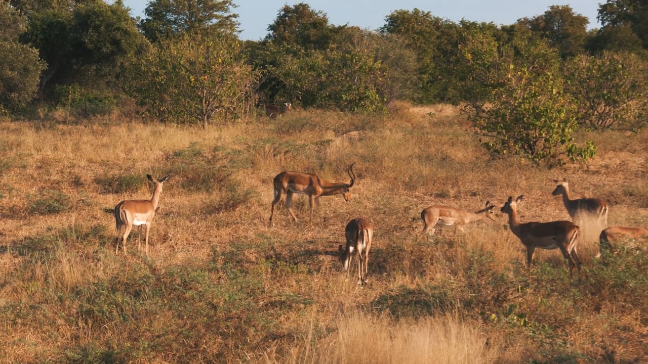 Impala in rut