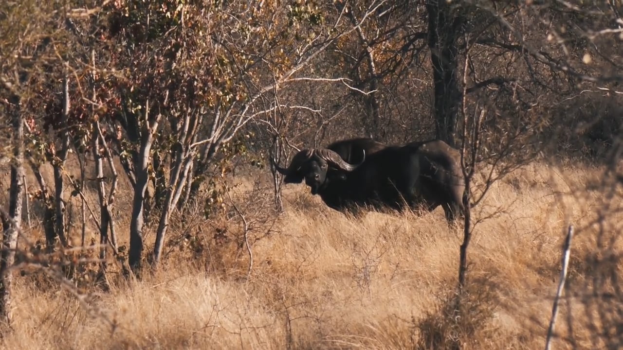 Monster Buffalo