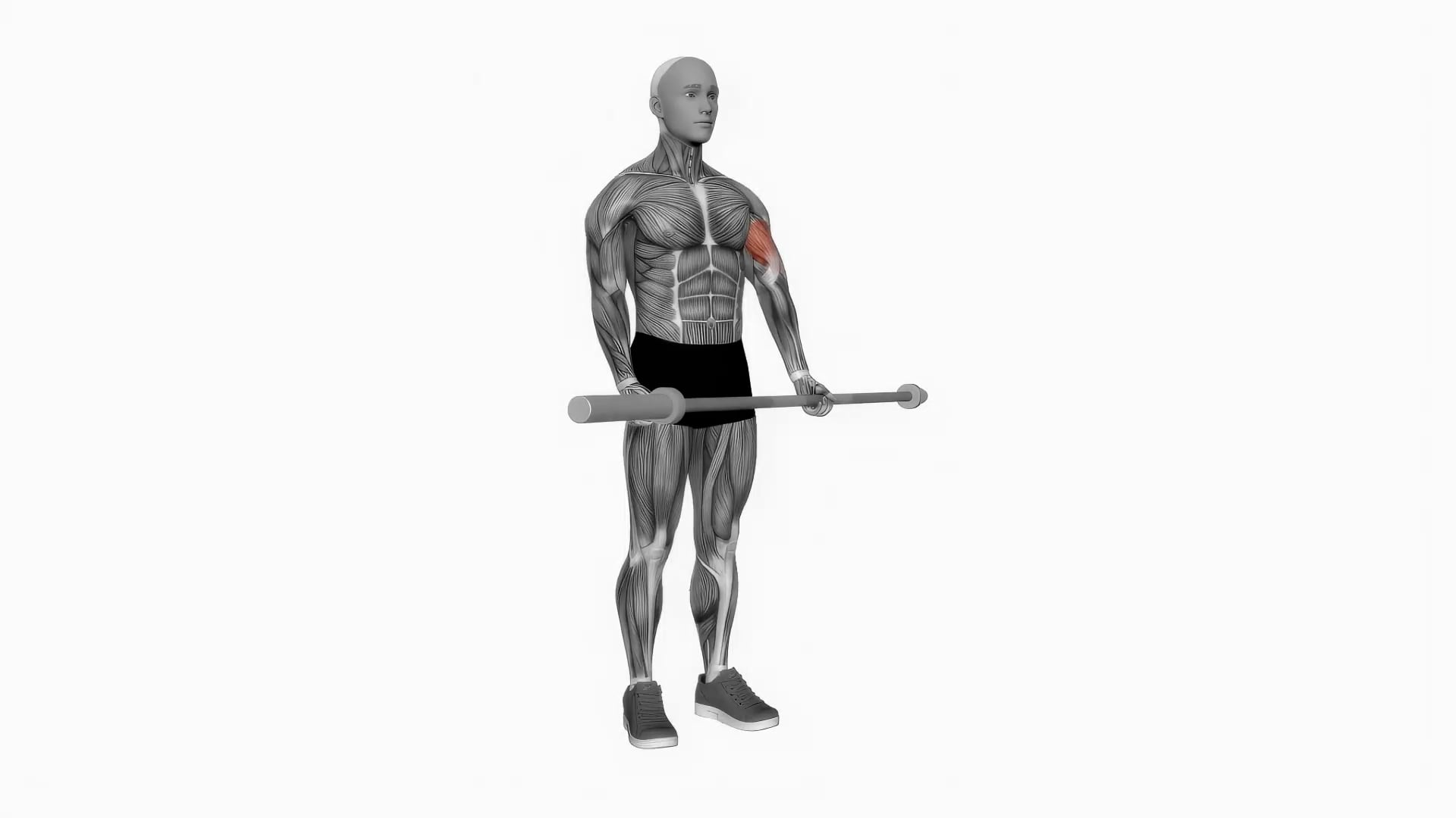 Barbell single arm biceps curl.mp4 on Vimeo