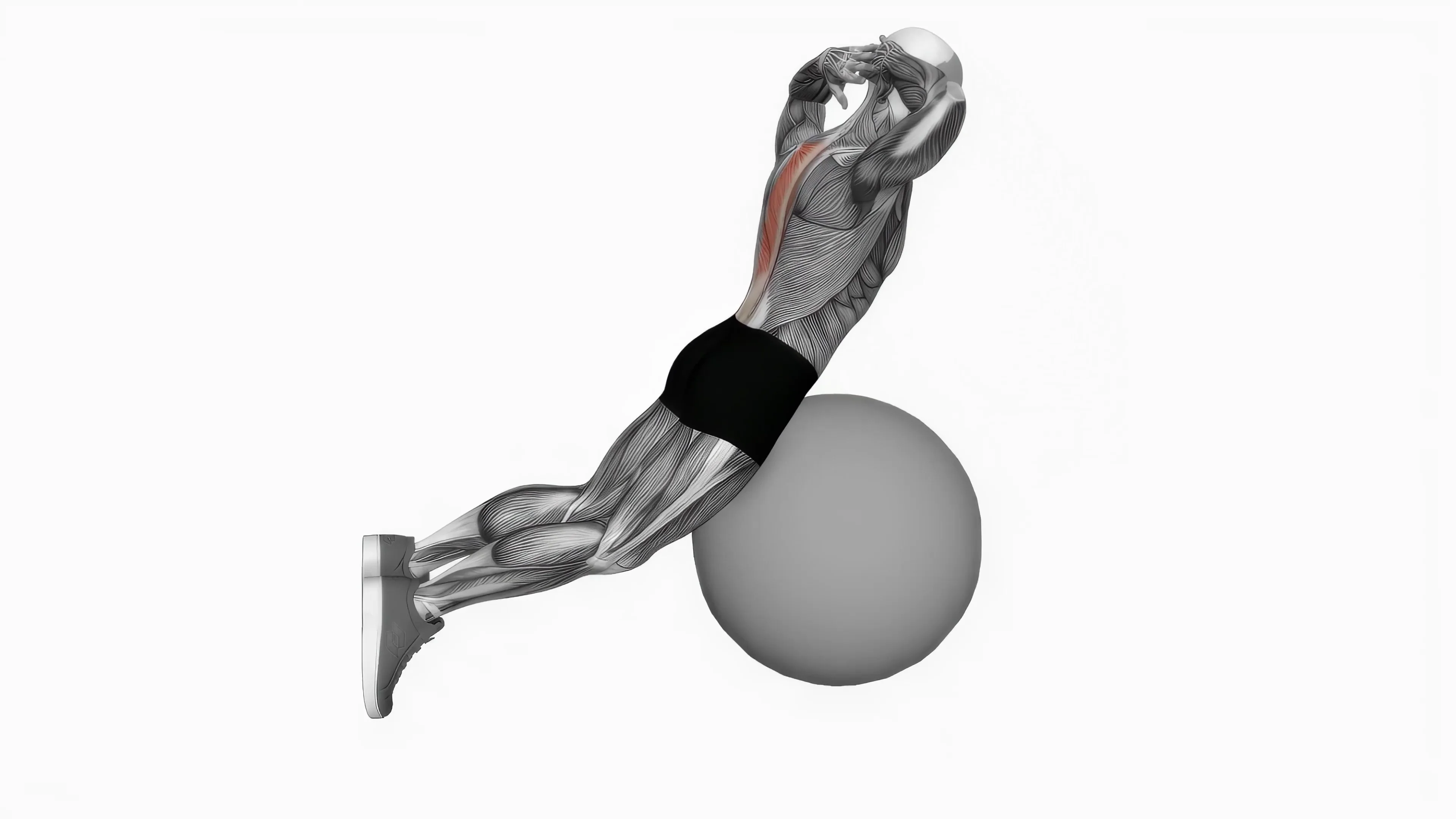 Exercise Ball Back Extension With Hands Behind Head.mp4 on Vimeo
