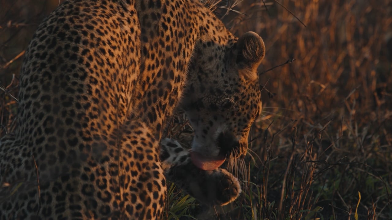 Leopard cleaning