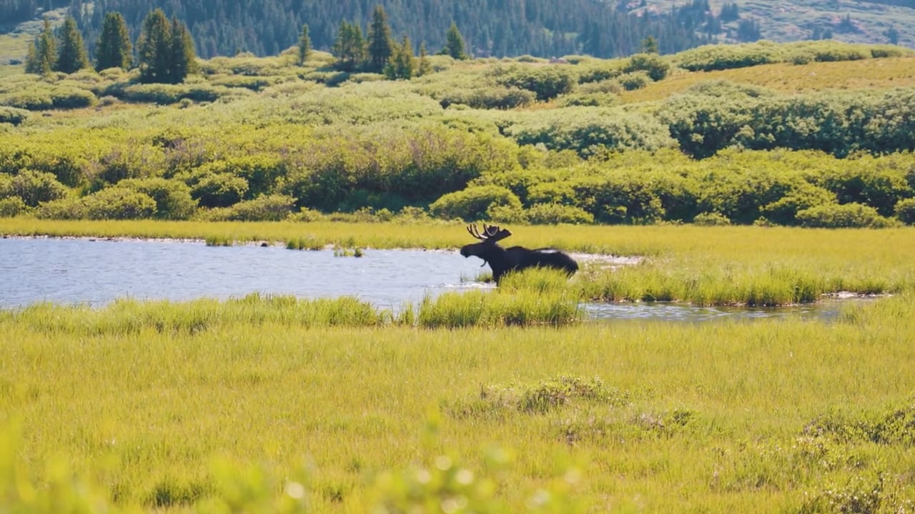 Moose swim