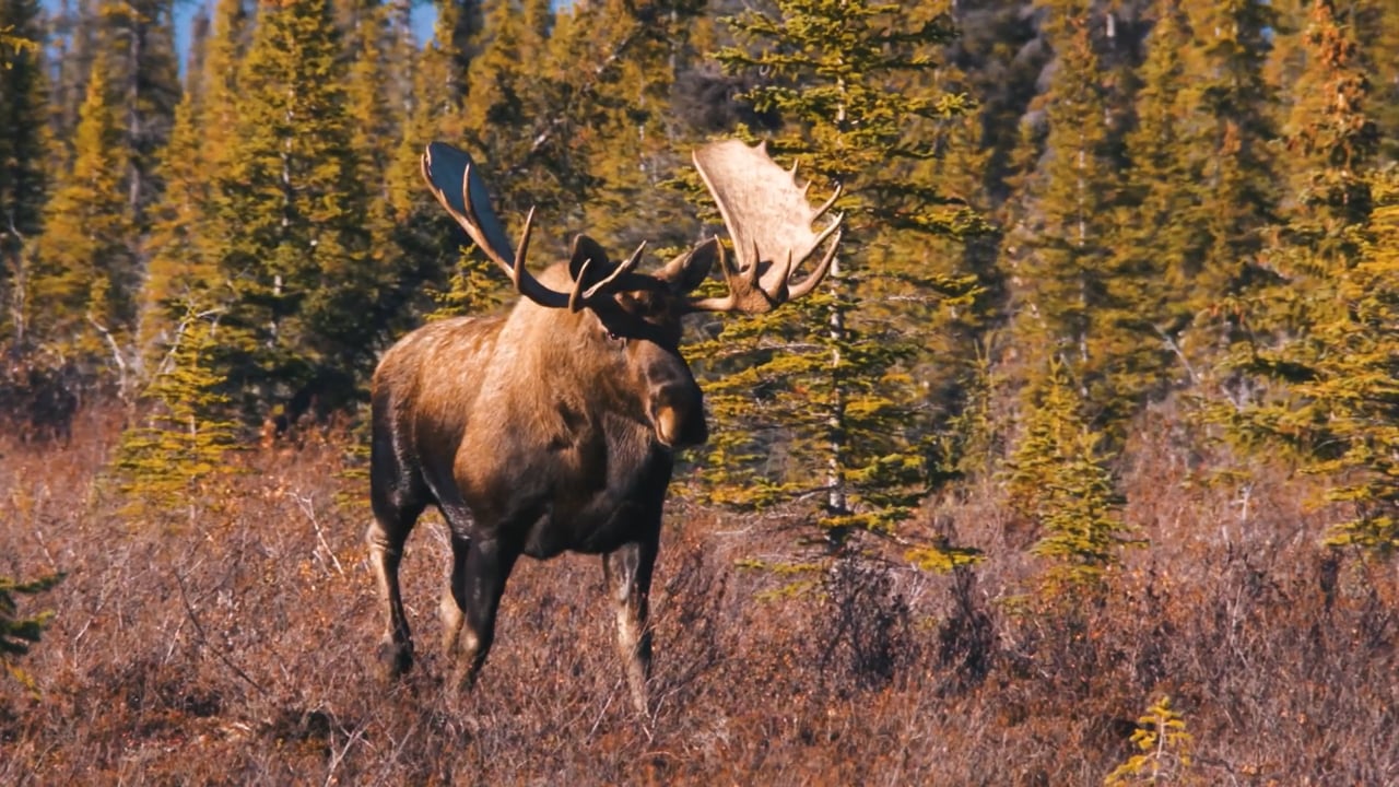 Majestic Moose