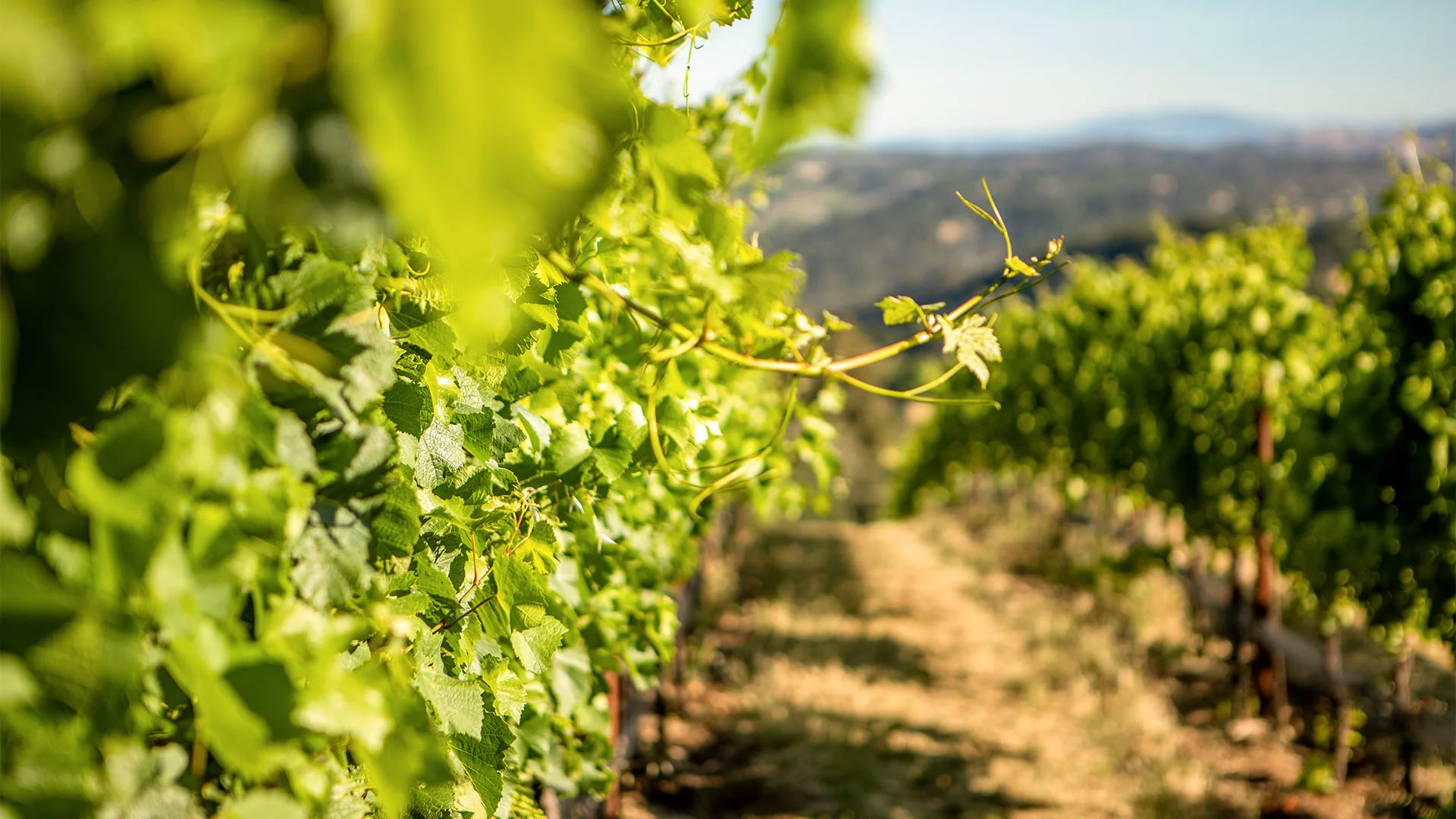 Monopole Wines - Three Sticks