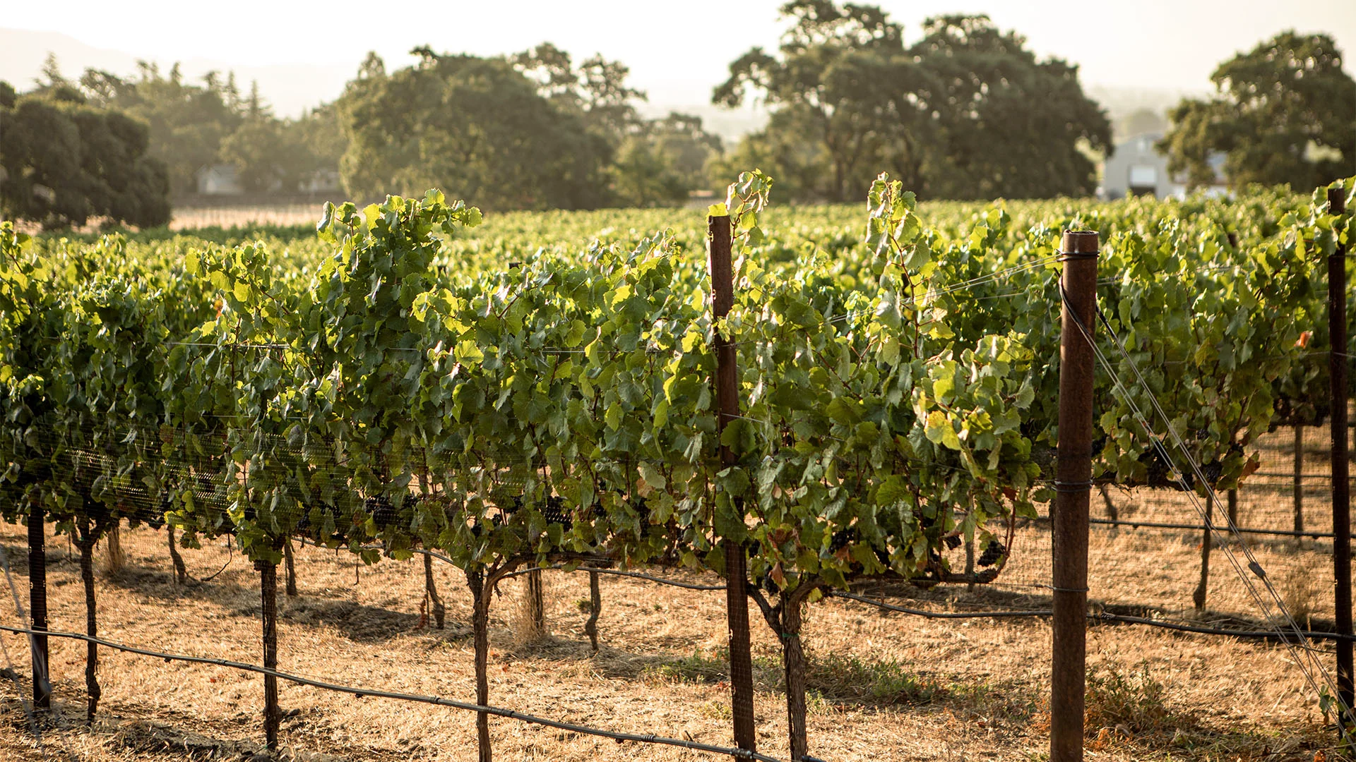 Heritage Wines - Three Sticks
