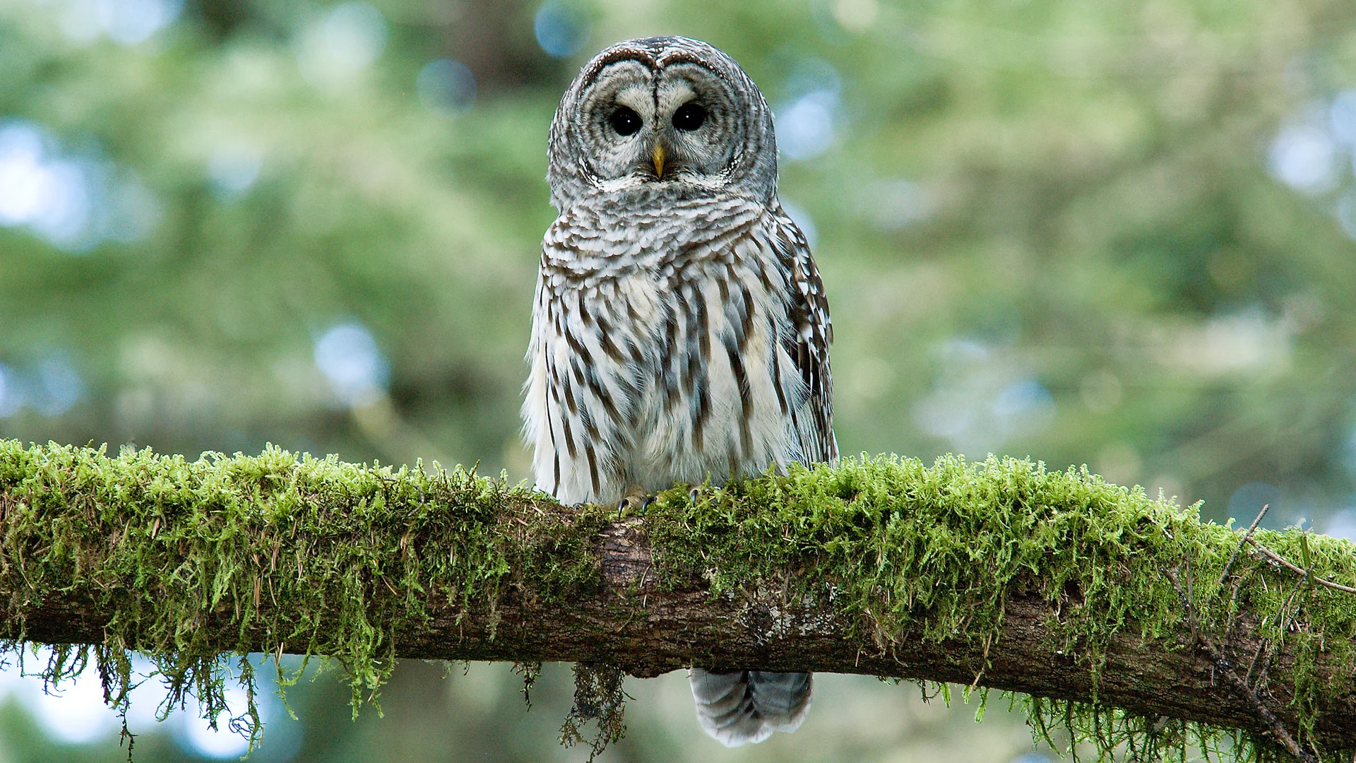 Yano Owls on Natural Yano Owls on Natural