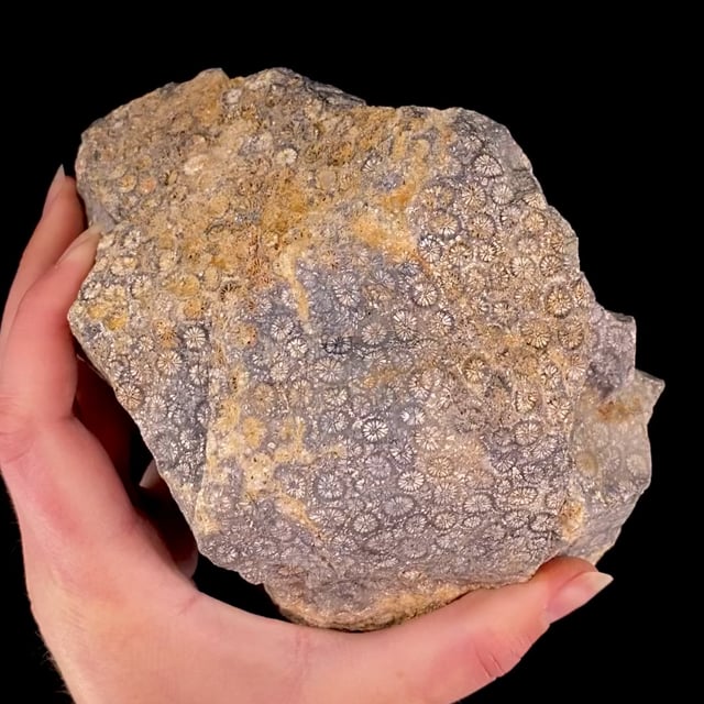 Fossil Coral