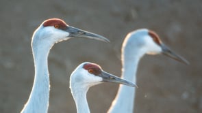 Staten Island Cranes for the Nature Conservancy