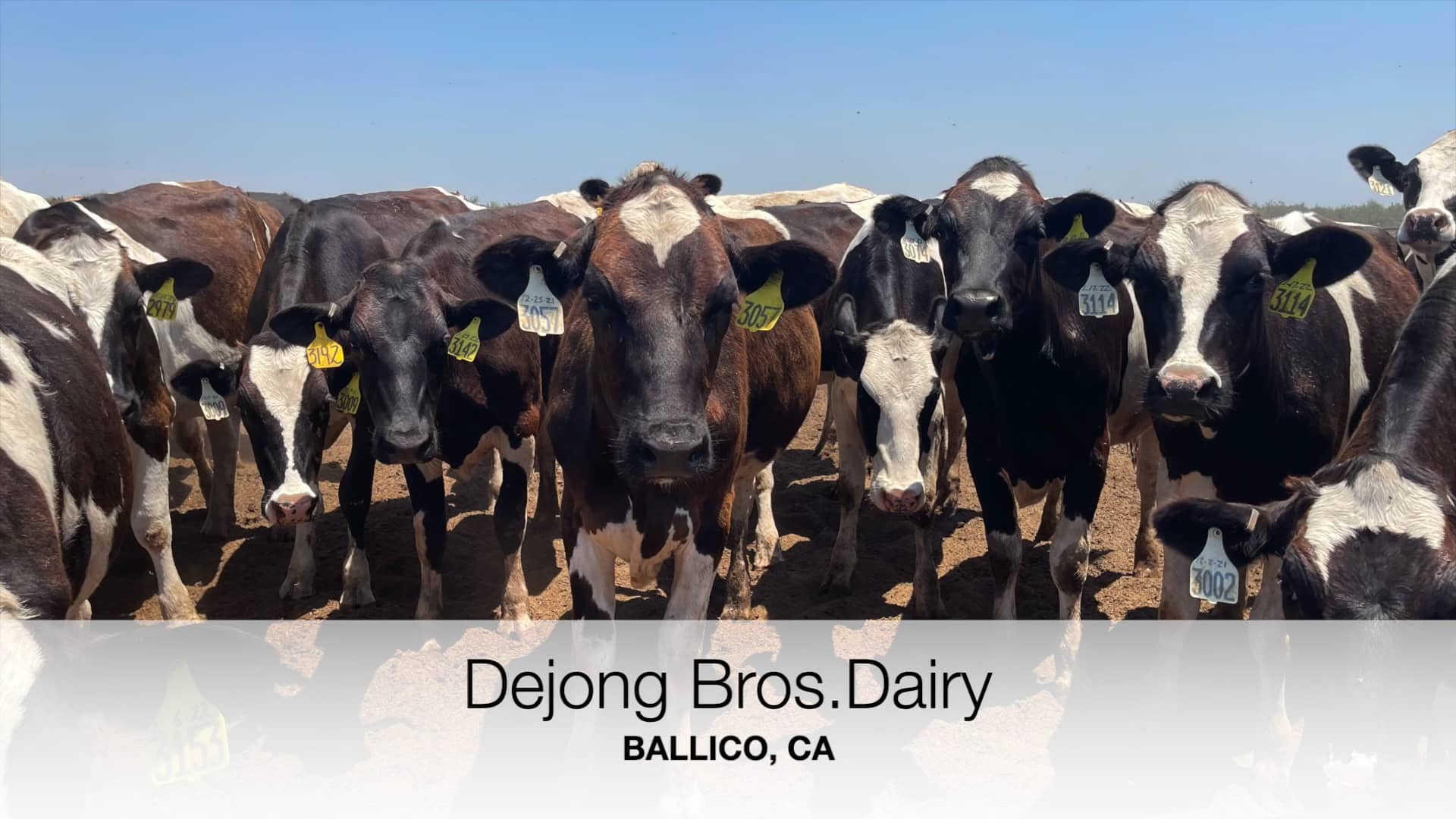 Dejong Bros. Dairy Herd Snapshot on Vimeo