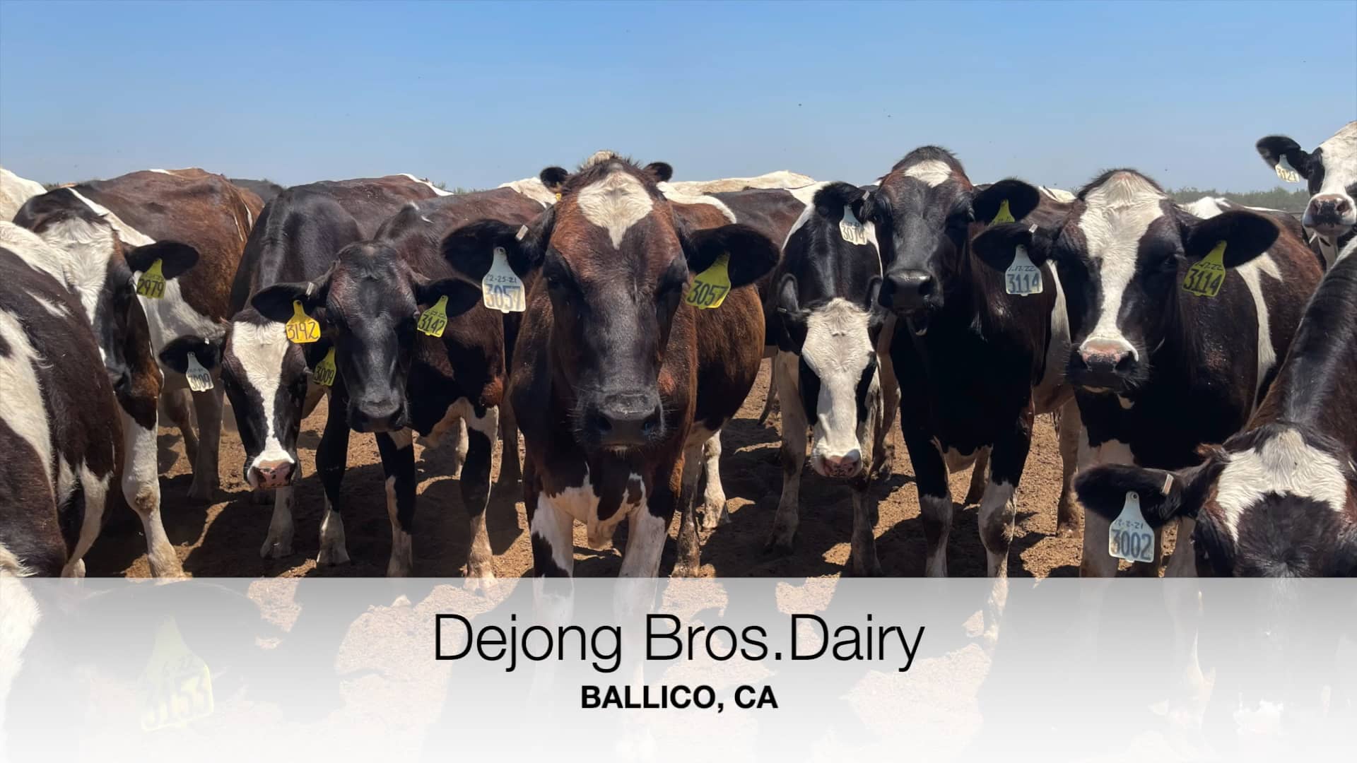 Dejong Bros. Dairy Herd Snapshot On Vimeo