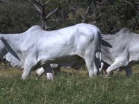 Lote 30