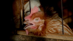 La vida de las gallinas en la industria del huevo