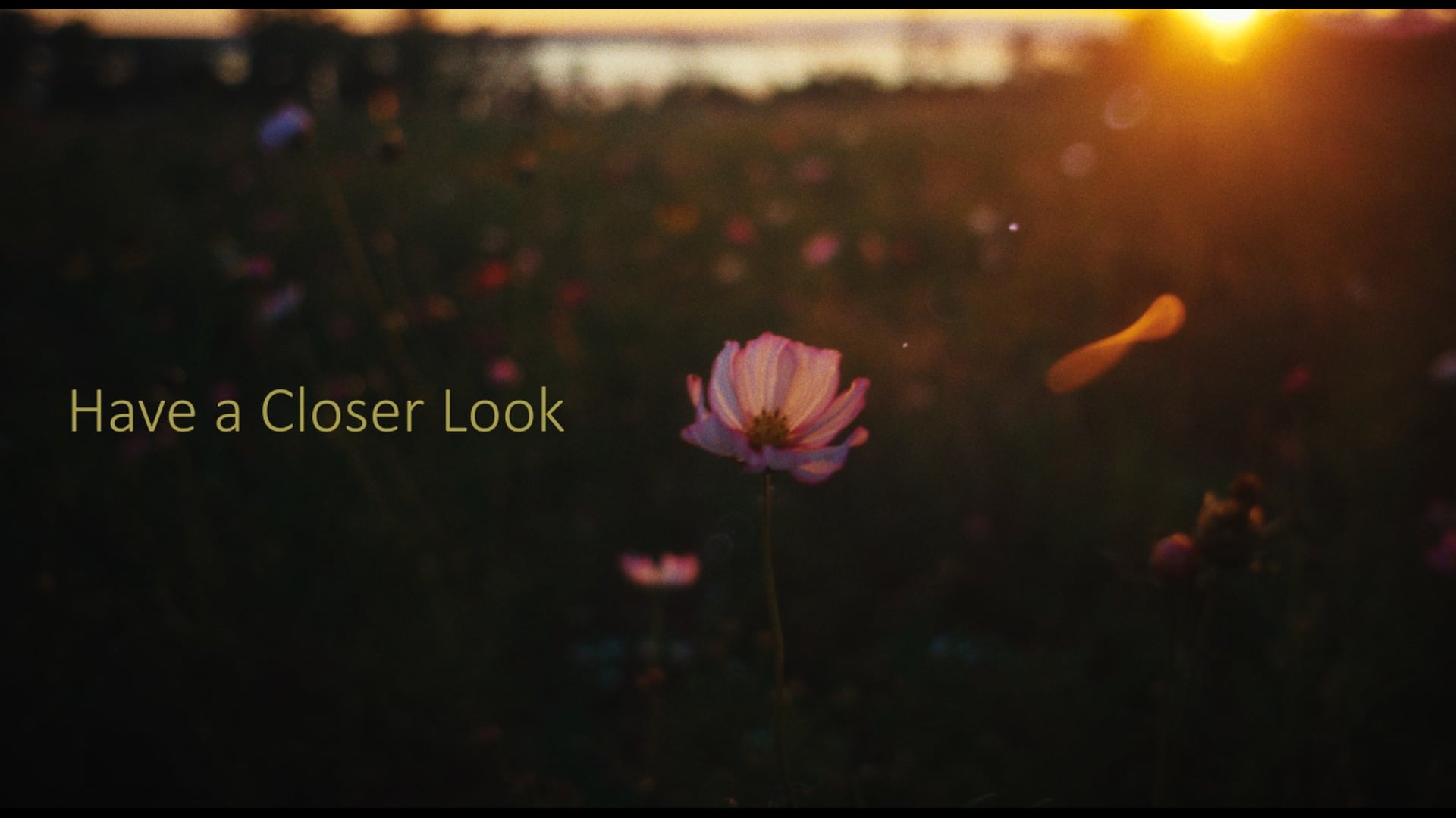 Have a Closer Look