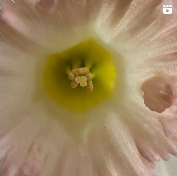 2023 April 19: Wisdom Grows Through Mindfulness Practice