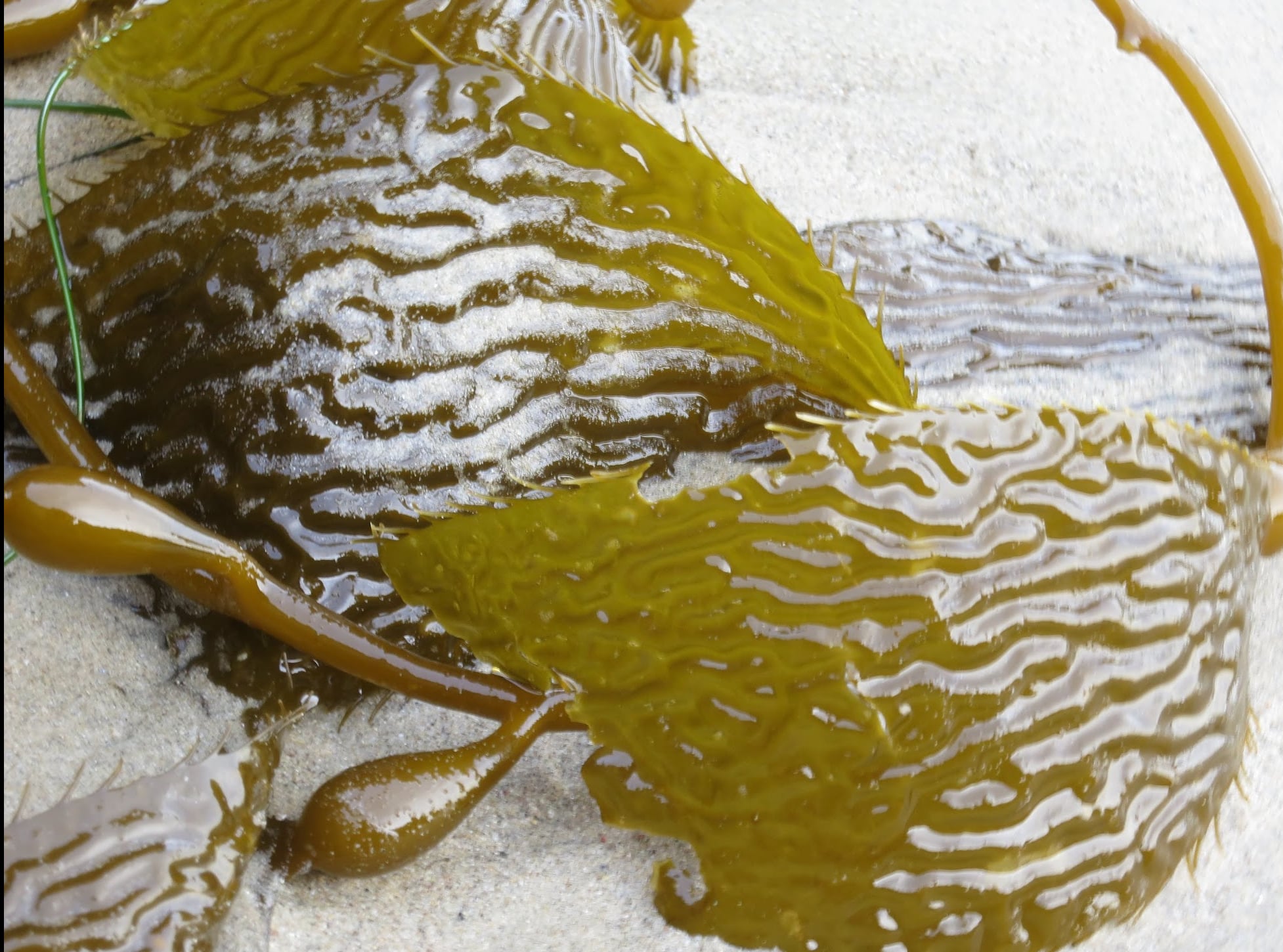 2023 May 22: Viriya - Stewarding Our Life Energy with Wise Intention