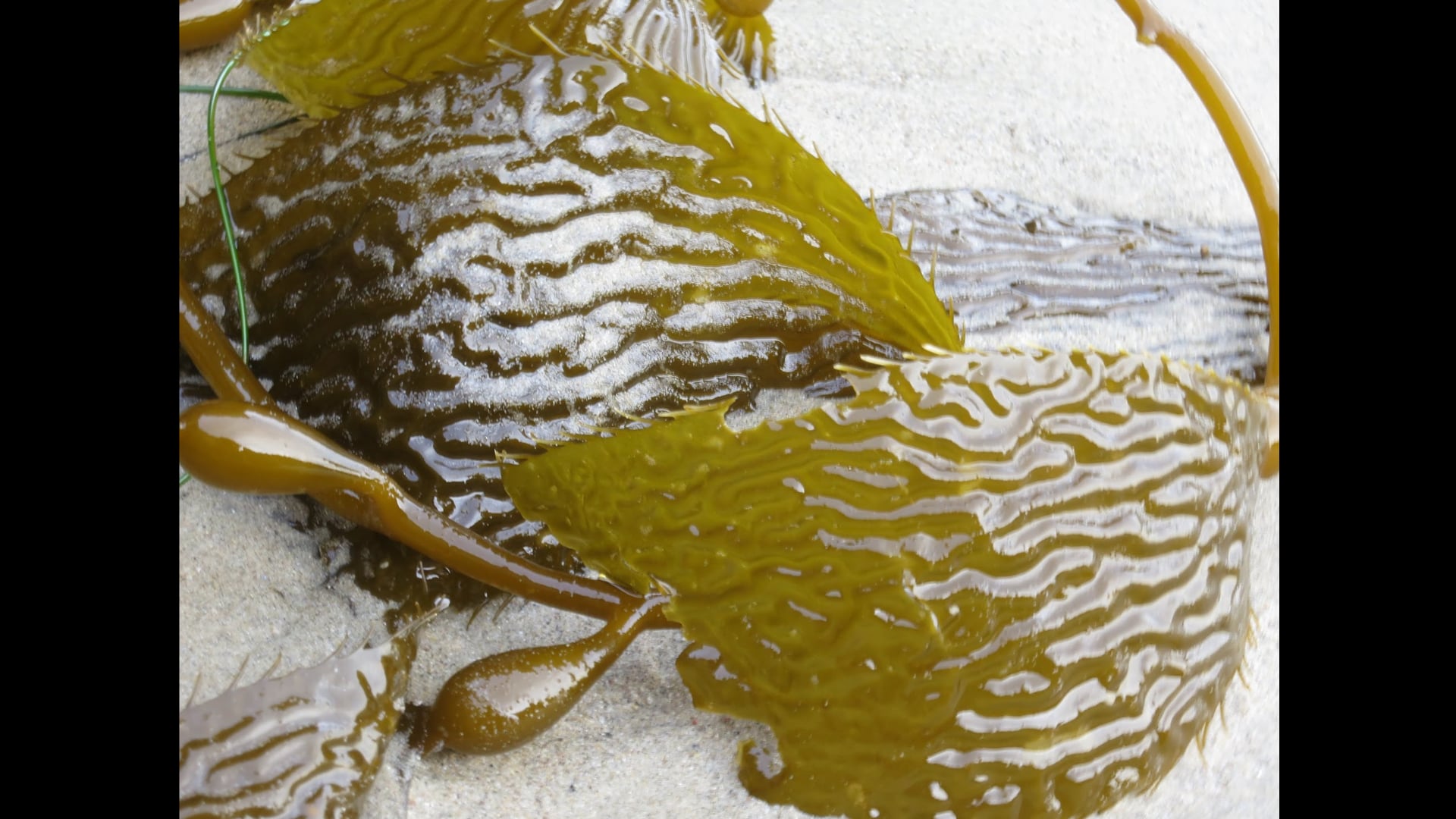 2023 May 22: Viriya - Stewarding Our Life Energy with Wise Intention