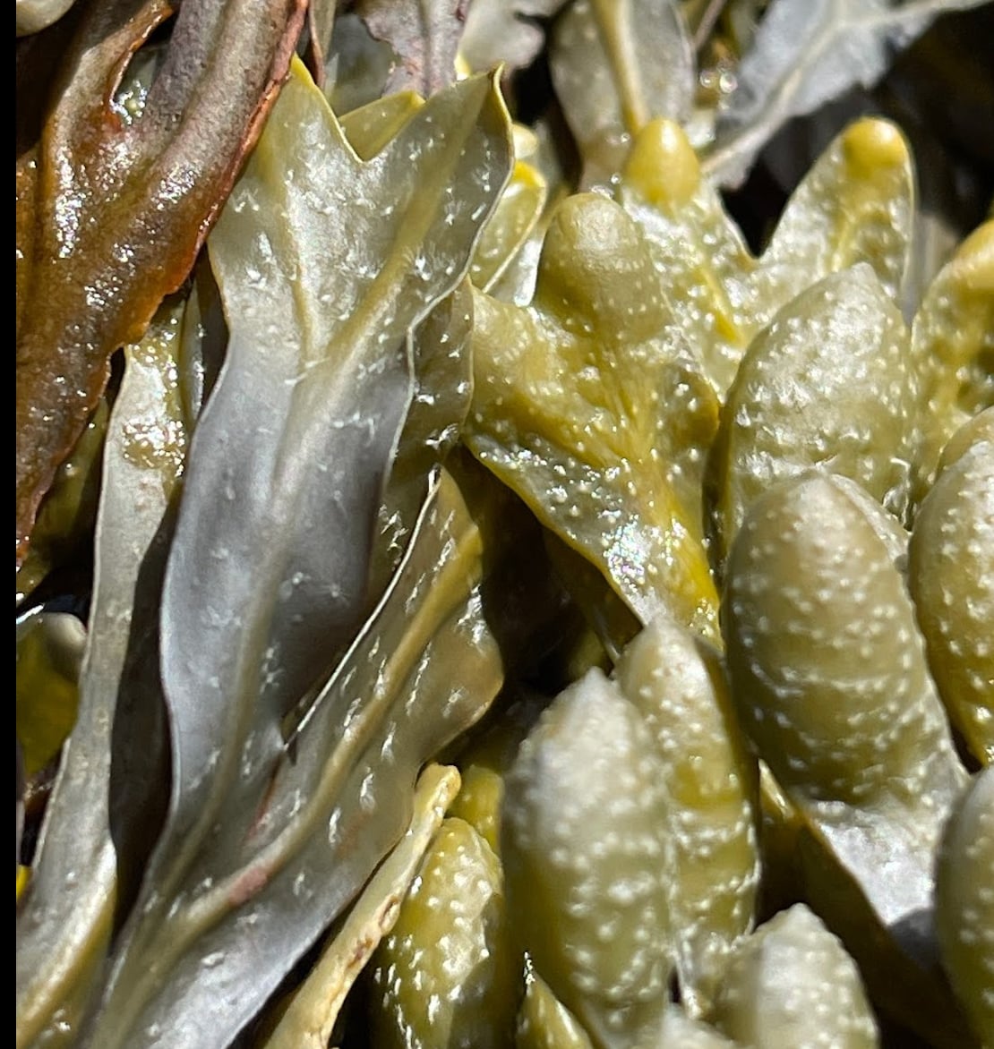 2023 May 24: Viriya - The Energy of Boredom