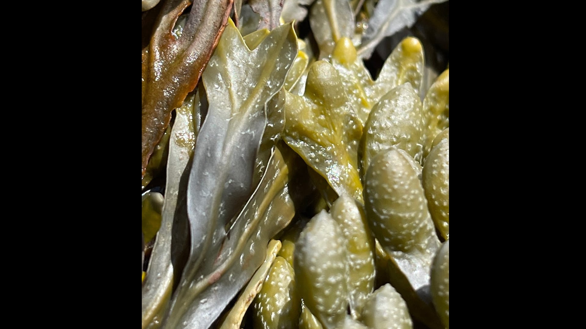 2023 May 24: Viriya - The Energy of Boredom