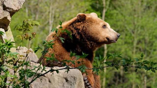 Bear Brown Bear Furry Free Stock Video - Pixabay