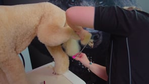 Related Embedded Video Item Thumbnail