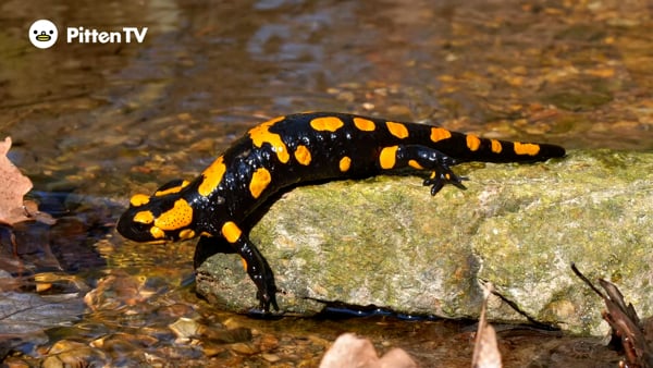 ファイアサラマンダーを動画で見てみよう！ | インターネット動物園